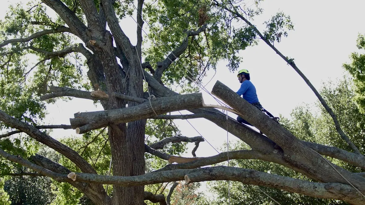 Professional Crown Thinning performed by certified arborists in Abingdon